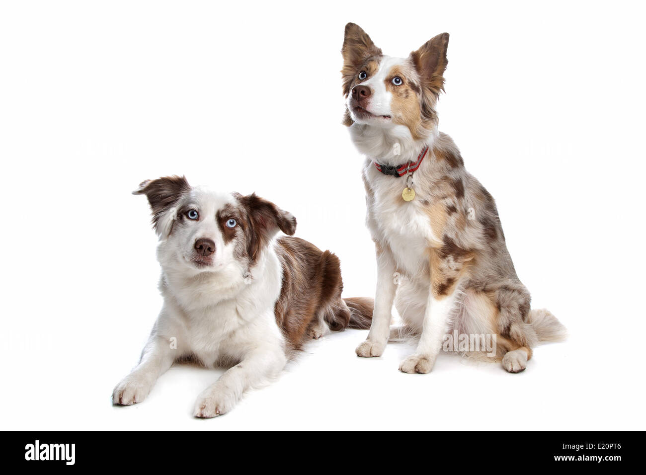 two border collie dogs Stock Photo Alamy