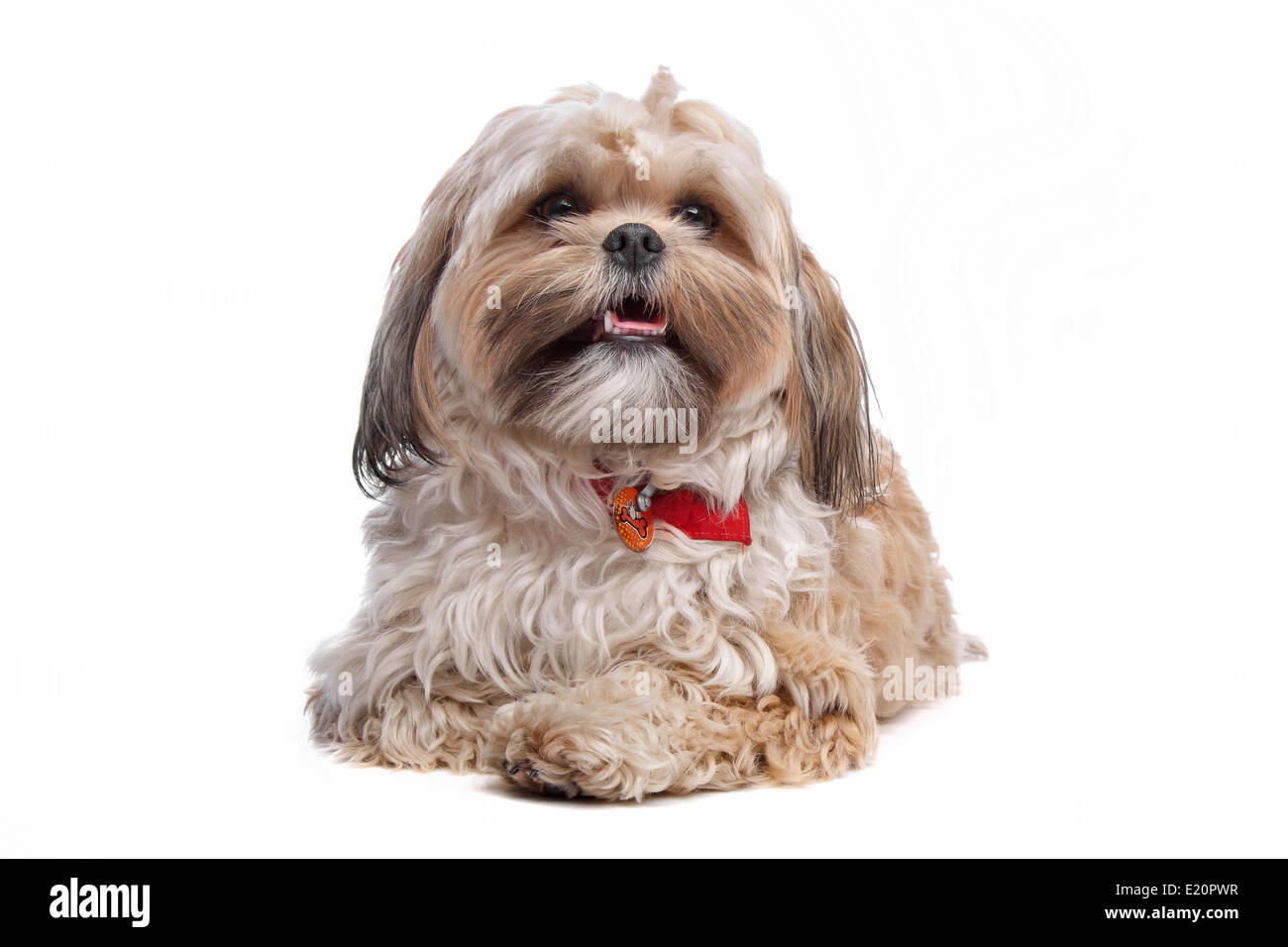 boomer, mixed breed dog Stock Photo