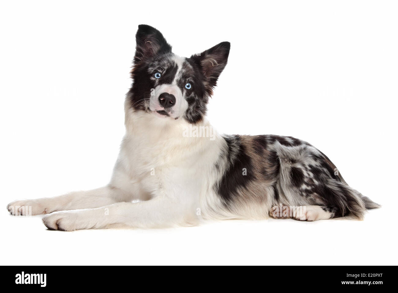 Border Collie Sheepdog Stock Photo Alamy