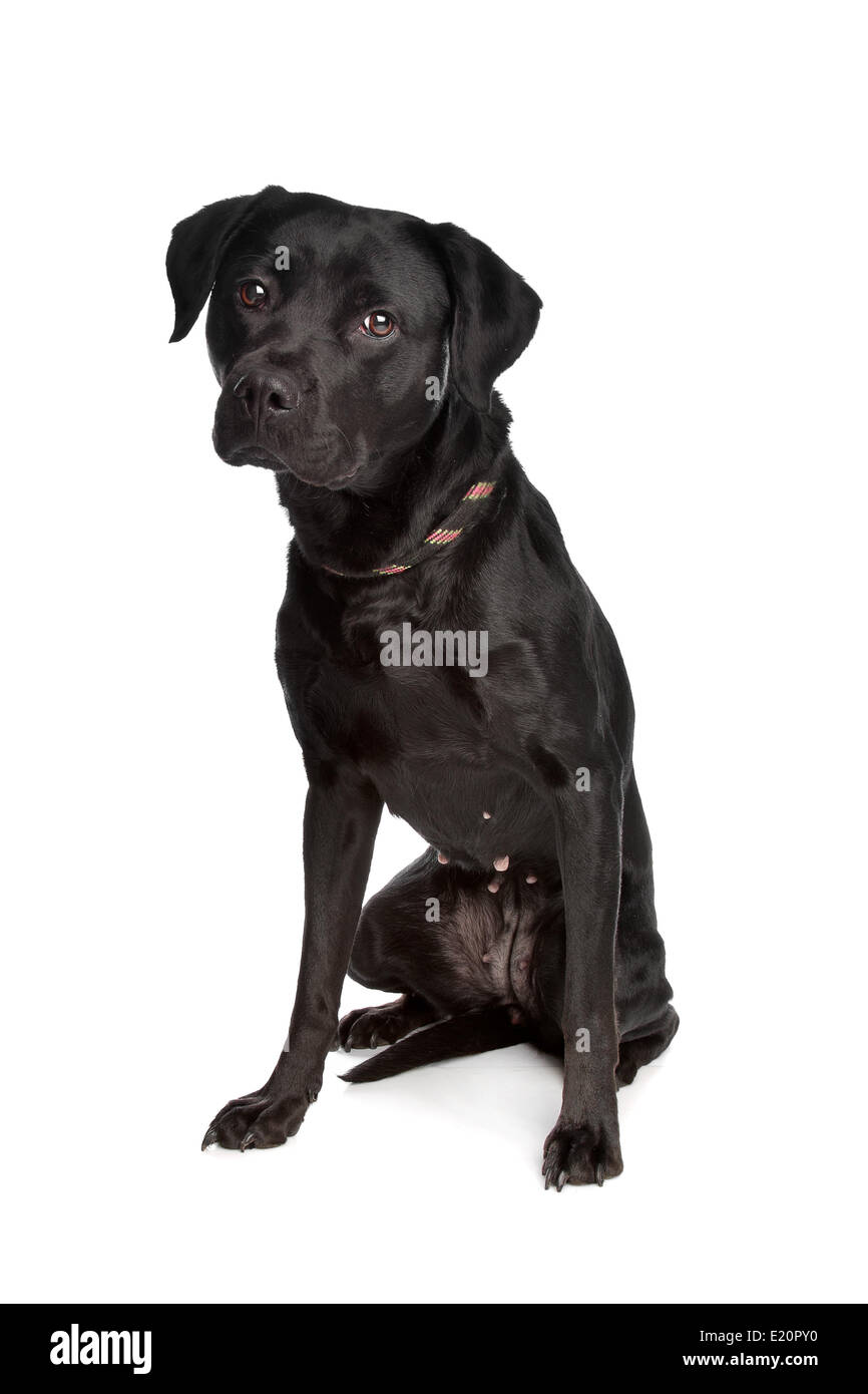 mixed breed black dog Stock Photo Alamy