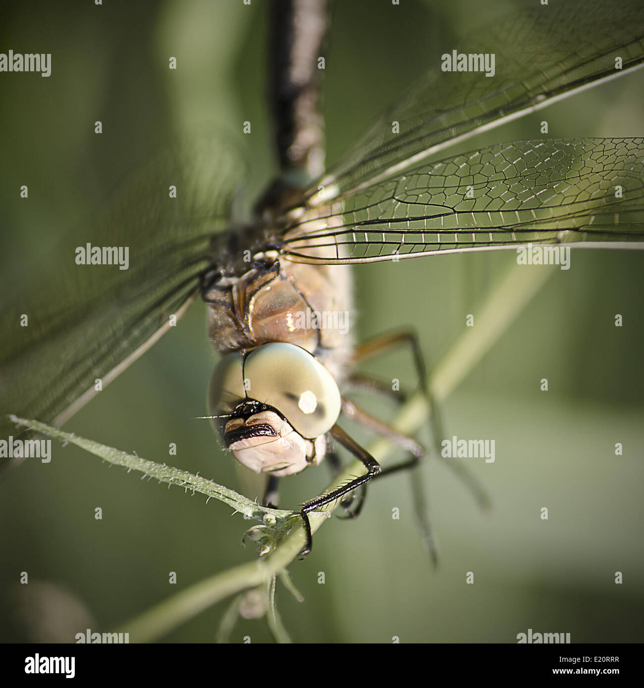dragonfly on a stick Stock Photo - Alamy