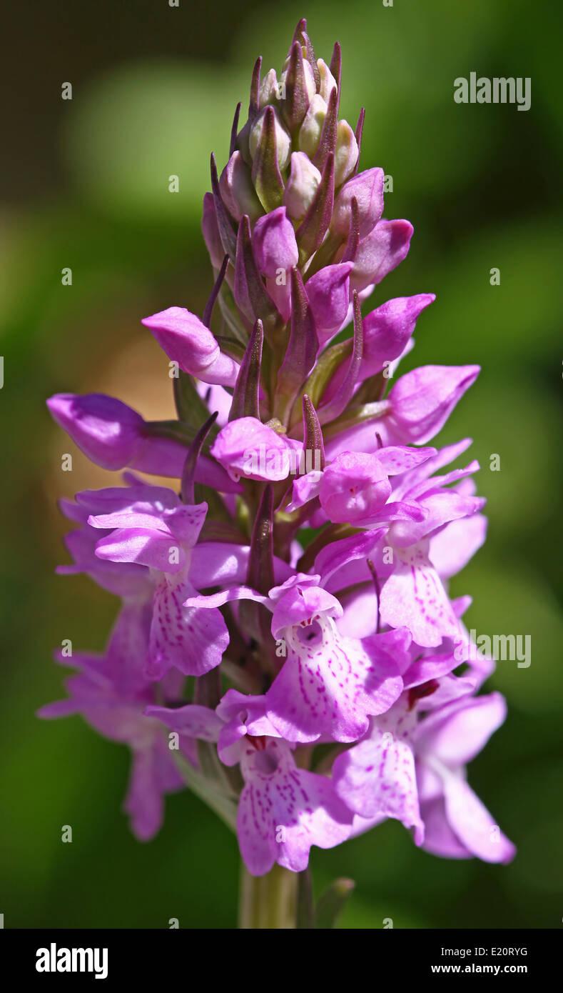Orchis Stock Photo