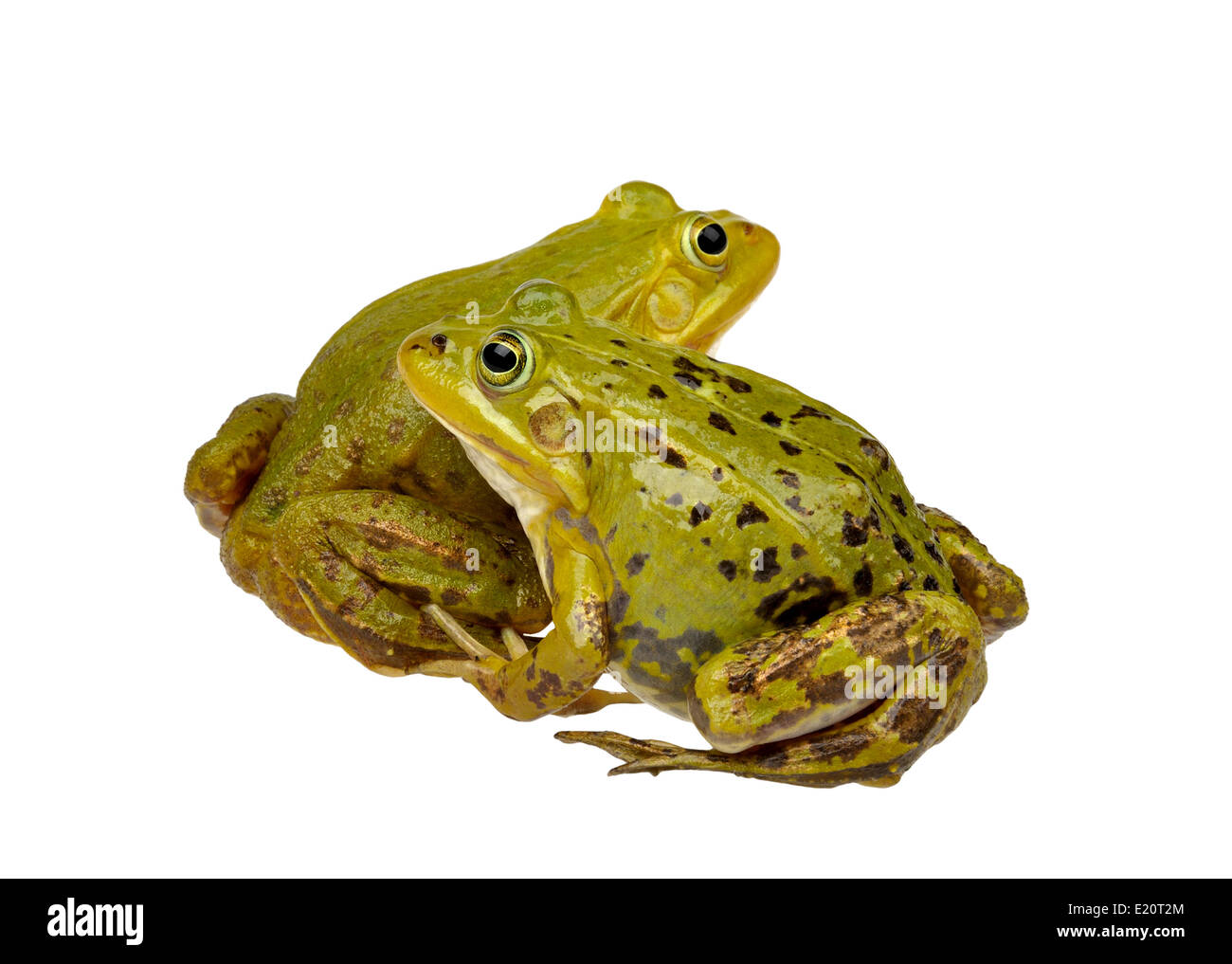 two frogs Stock Photo