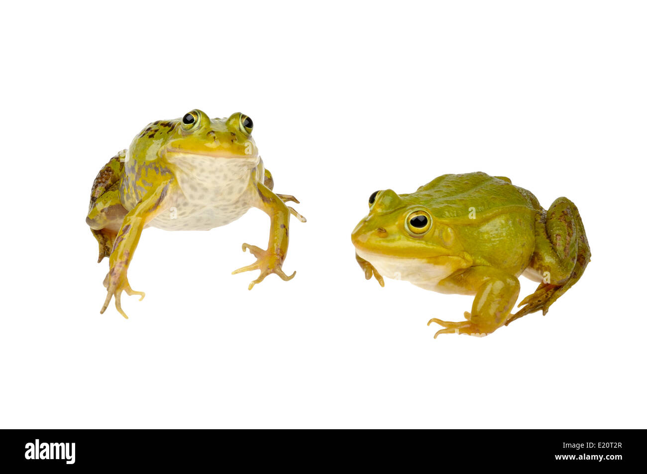 two frogs Stock Photo