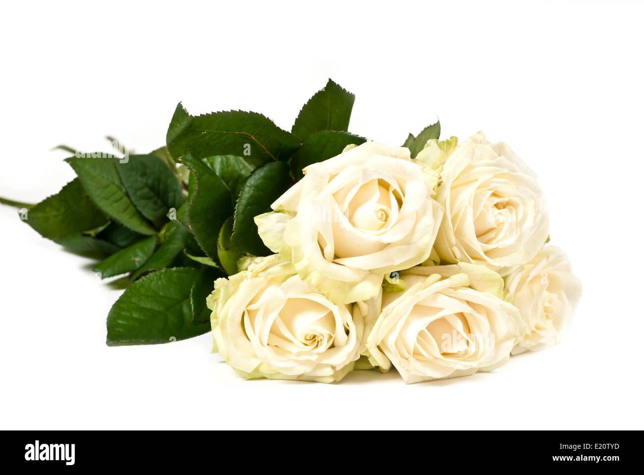 Букет роз лежит на белом фоне