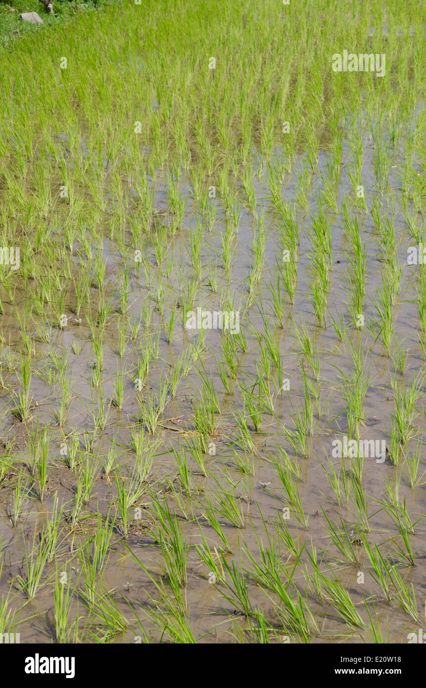 Indonesia, Island of Lombok. Typical Indonesian rice paddy, newly planted crop. Stock Photo