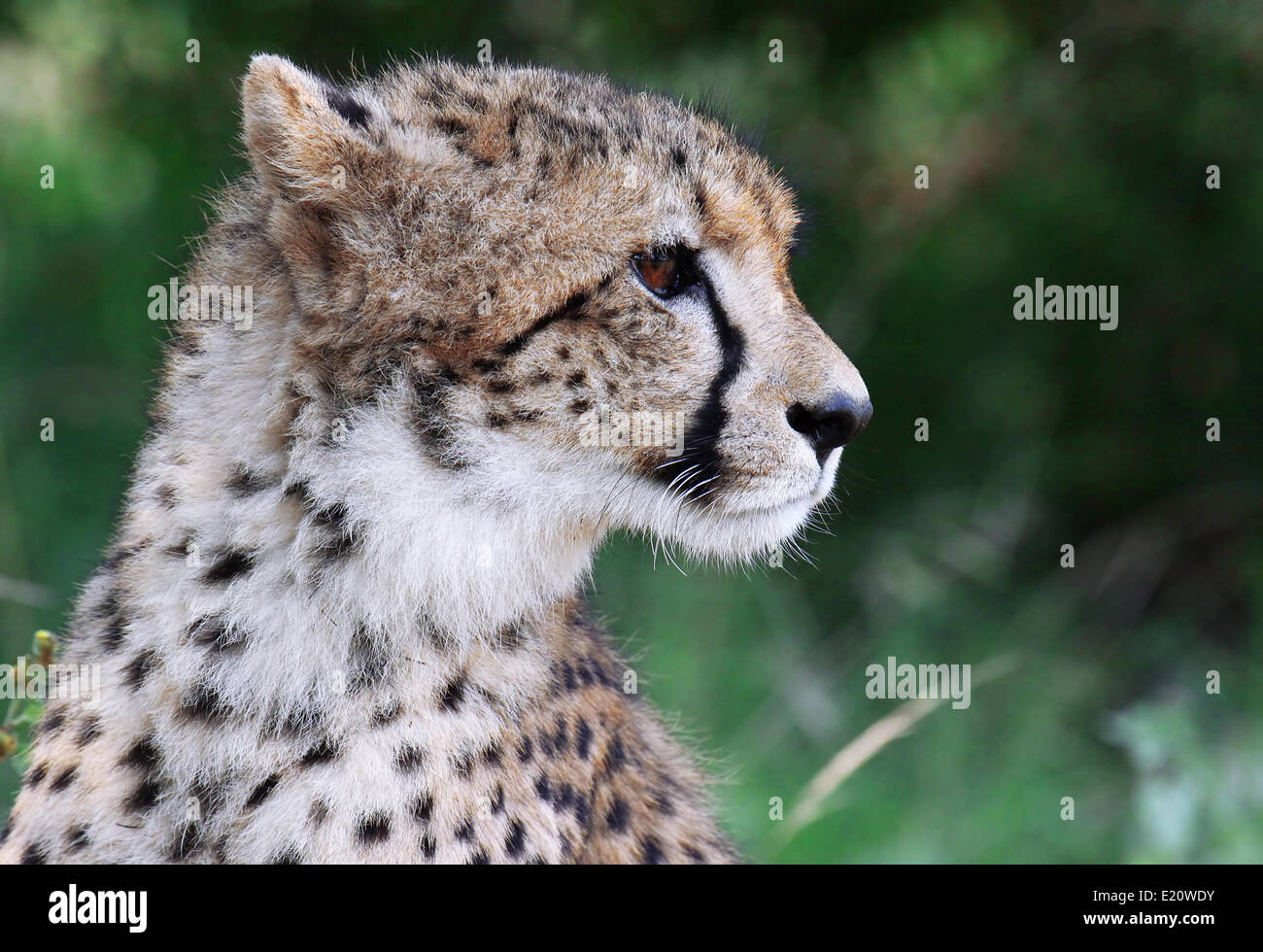 Cheetah, south africa Stock Photo