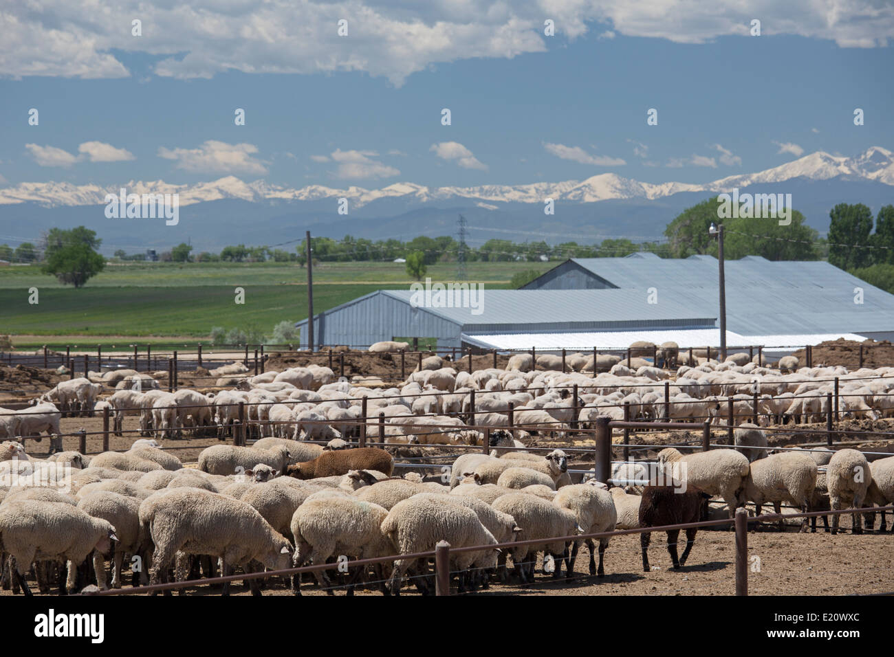 Greeley, Colorado Sheep in a feedlot below the Rocky Mountains Stock