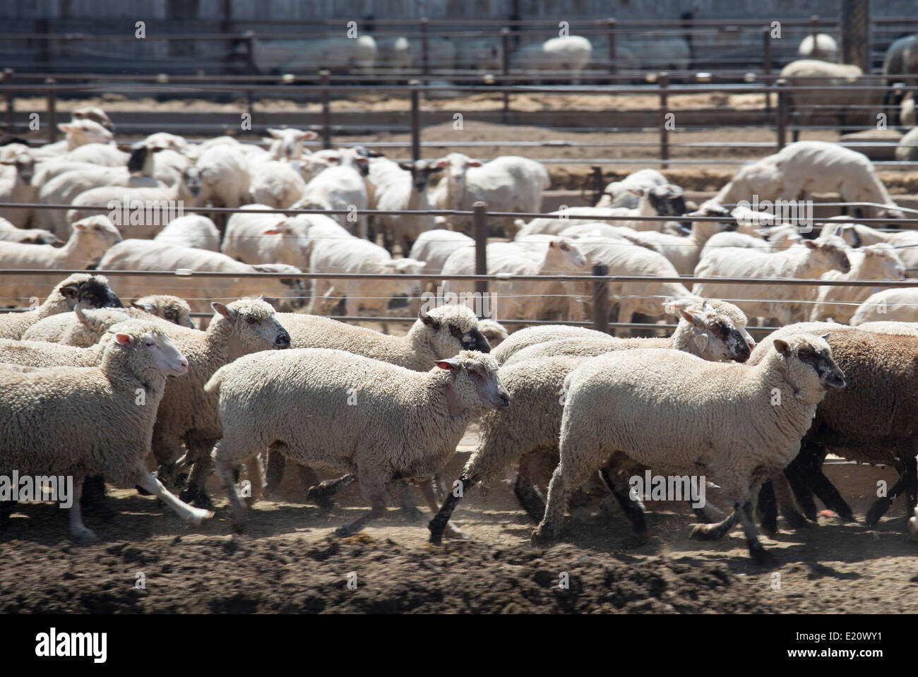 Greeley, Colorado - Sheep in a feedlot. Stock Photo
