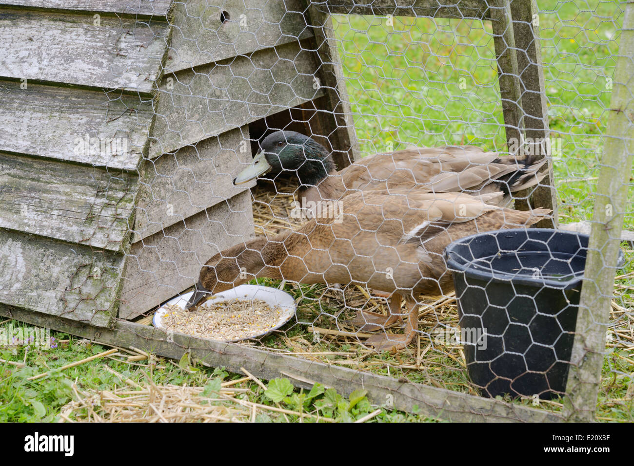 Young Khaki Campbell ducks on grass range with supplementary feed and water bucket in a moveable