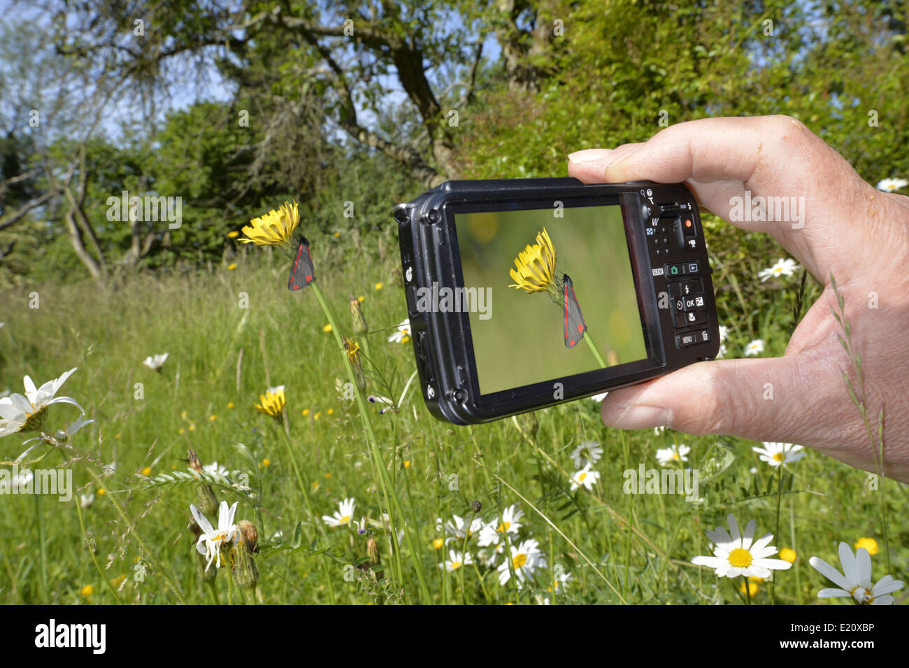 Using a compact camera Stock Photo