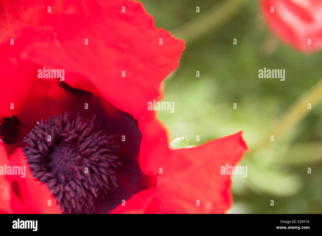 red poppies growing in grass fields Stock Photo Alamy