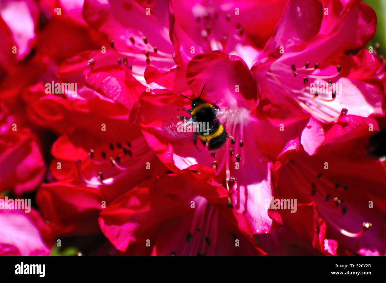 bumblebee-in-centre-of-bright-reddish-pink-flowers-stock-photo-alamy