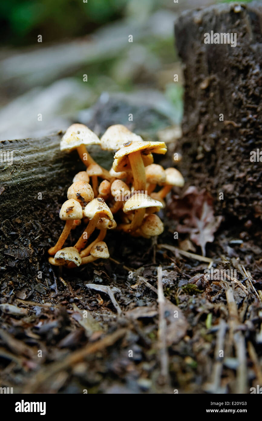 Small bunch of Sulphur Tuft mushrooms growing against rotting wood in forest. Stock Photo