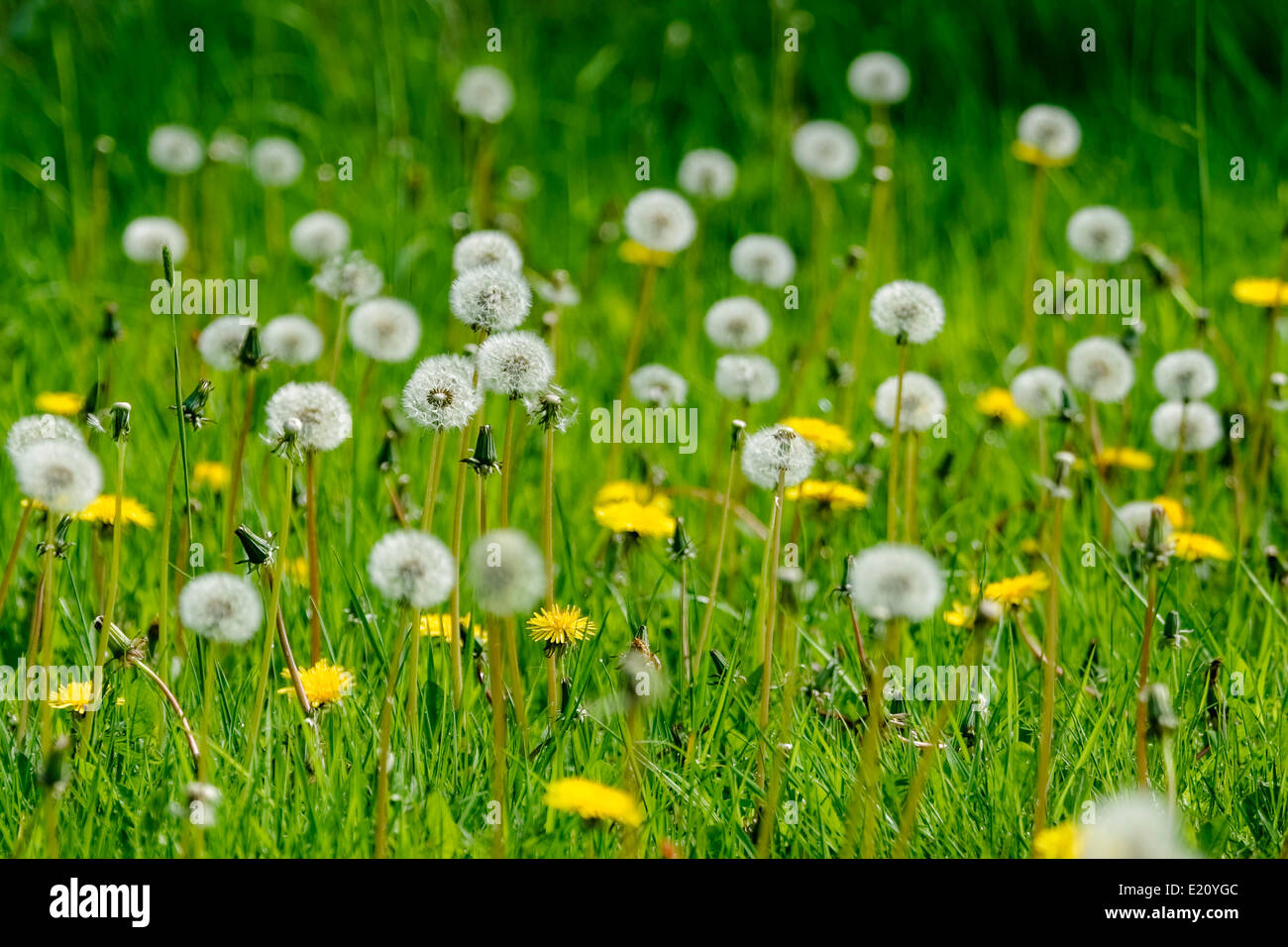 Patch of dandelions, some with blooms and some with seed heads, in a grassy English field in daylight; landscape orientation. Stock Photo