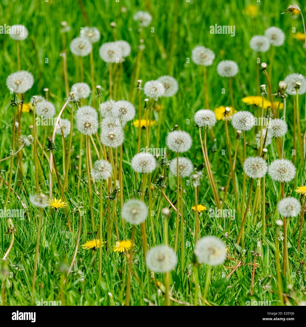 Patch of dandelions, some with blooms and some with seed heads, in a grassy English field in daylight; square orientation. Stock Photo