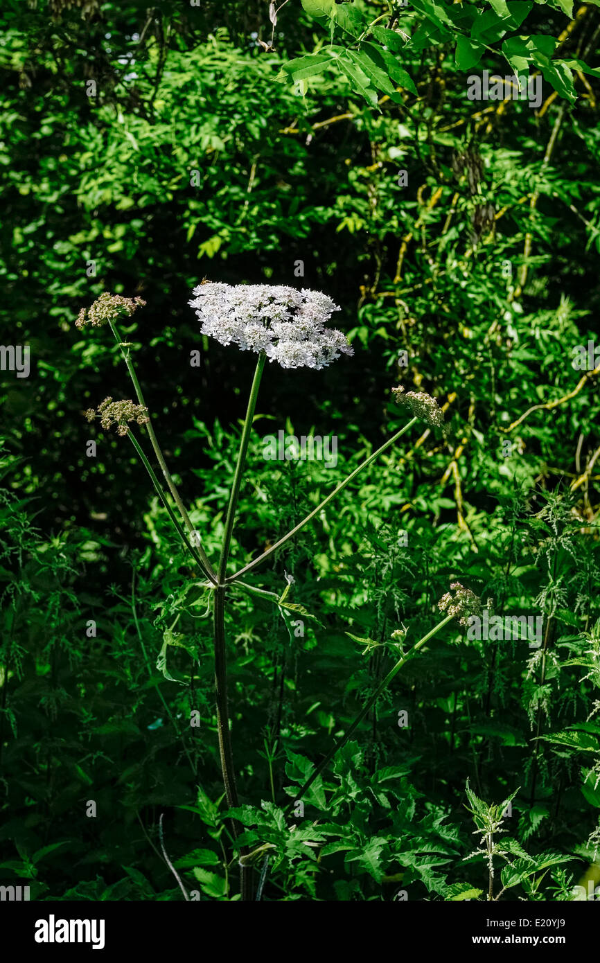 Single 'cow parsley' flower growing in hedgerow against dark background; landscape orientation. Stock Photo