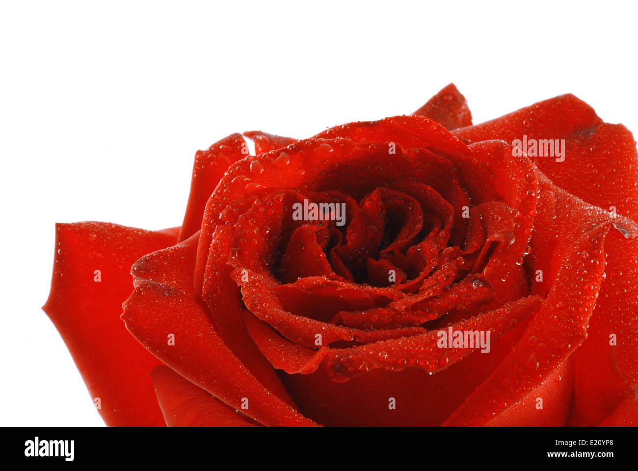 Beautiful red rose with drops of dew Stock Photo - Alamy