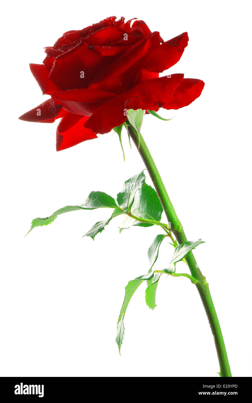 Beautiful red rose with leaves isolated on white Stock Photo - Alamy