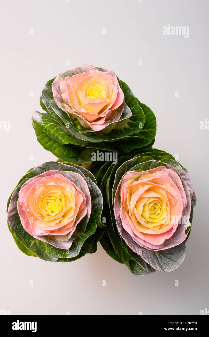 Cabbage rose hi-res stock photography and images - Alamy