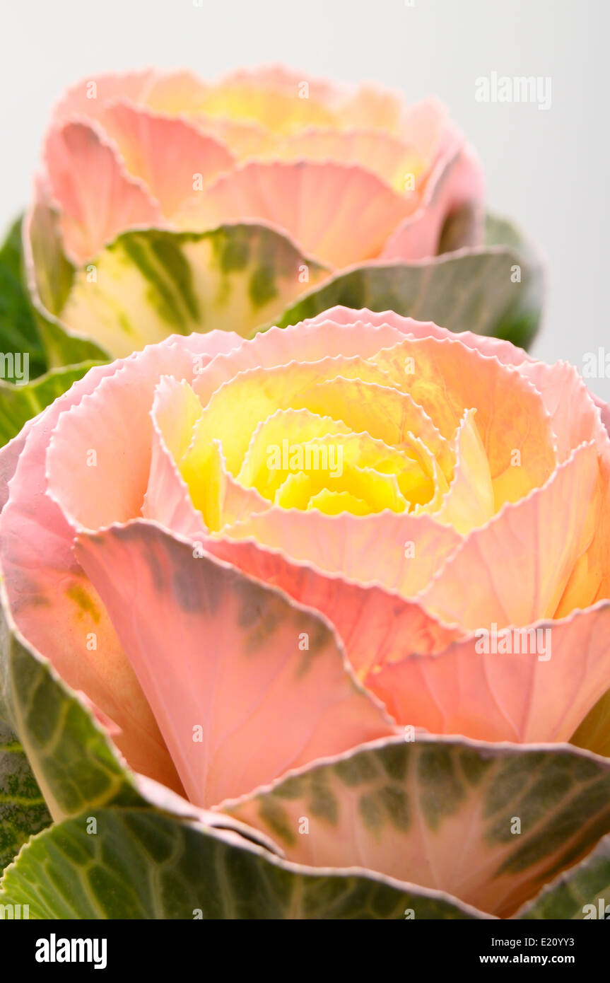 Cabbage rose hires stock photography and images Alamy