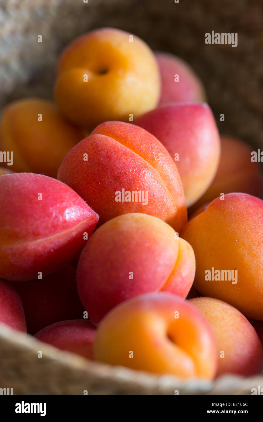 Mallorca grown two toned pink and red apricots in a woven basket Stock Photo