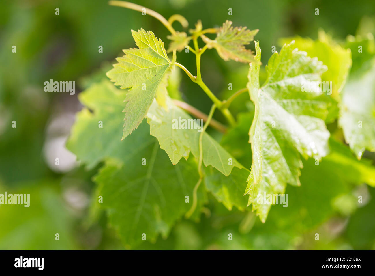 close up of vine leaves after Spring rain shower, Mallorca. Stock Photo
