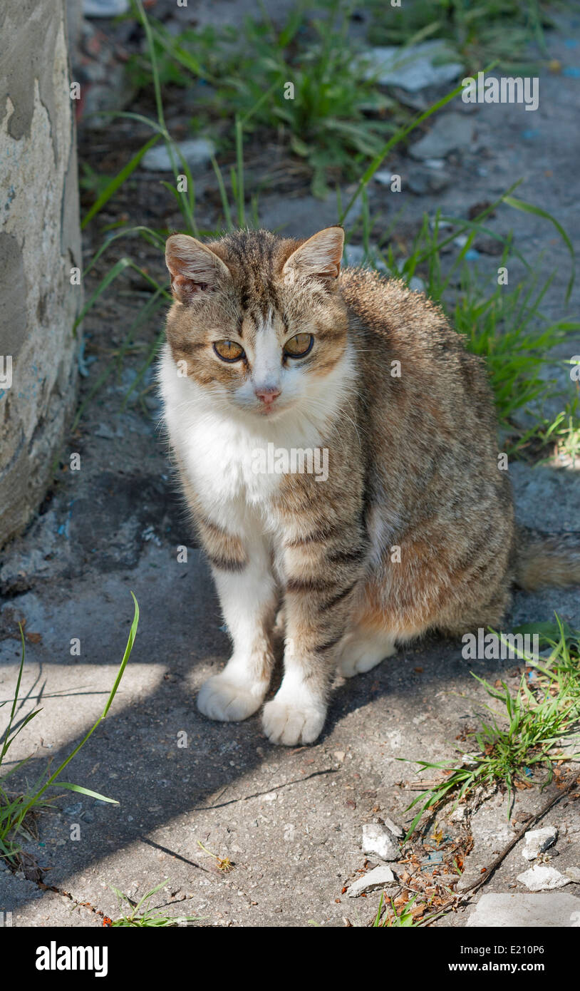 mongrel cat in natural background Stock Photo