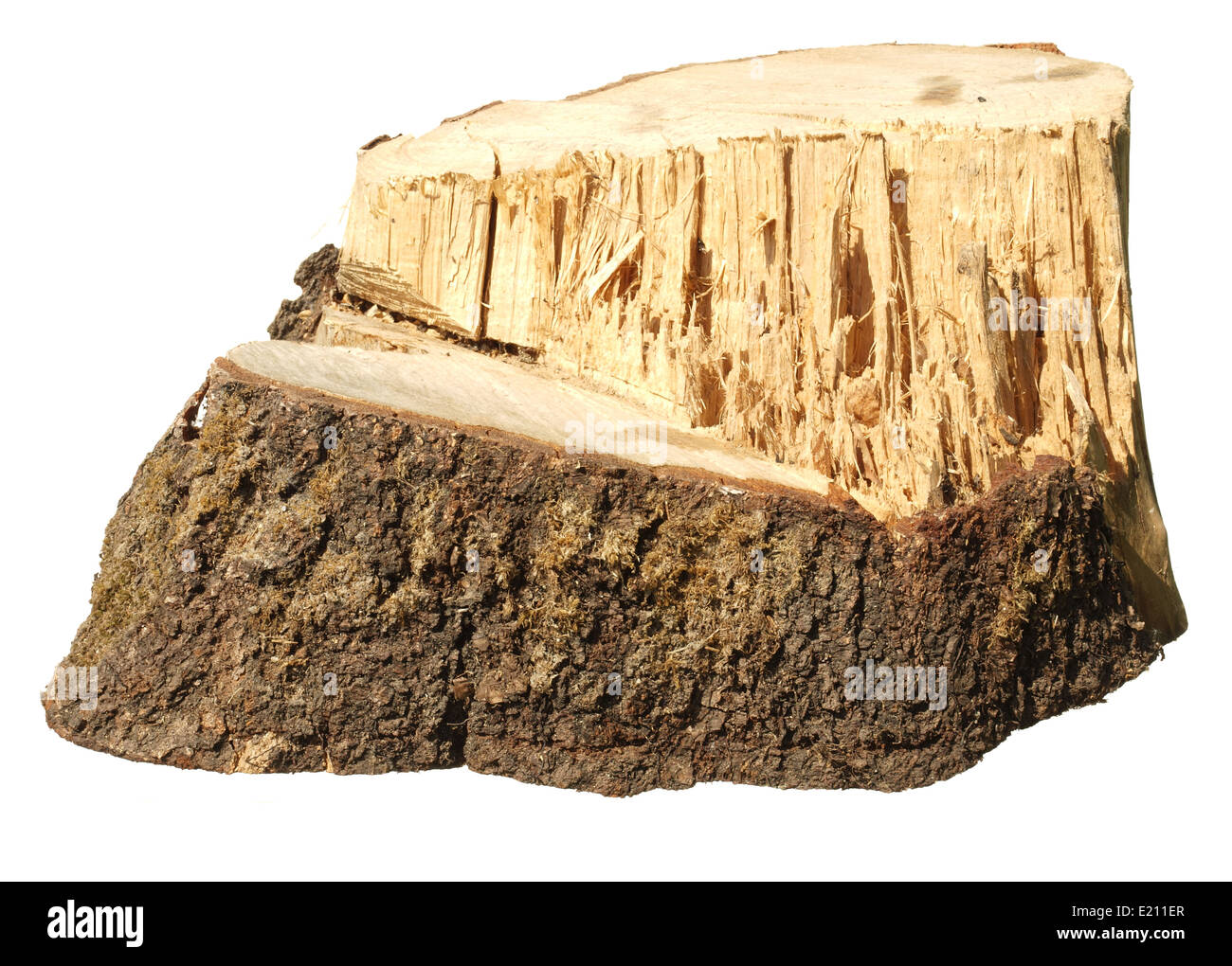 Piece of tree trunk isolated on white background Stock Photo Alamy