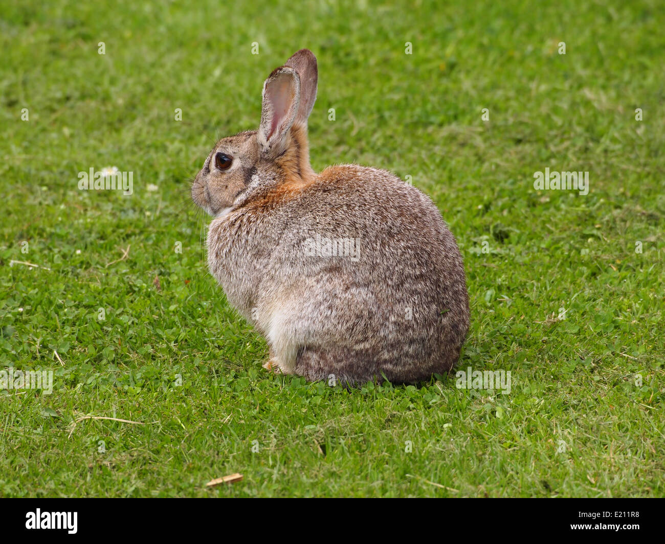 Rabbits in the wild on grass Stock Photo