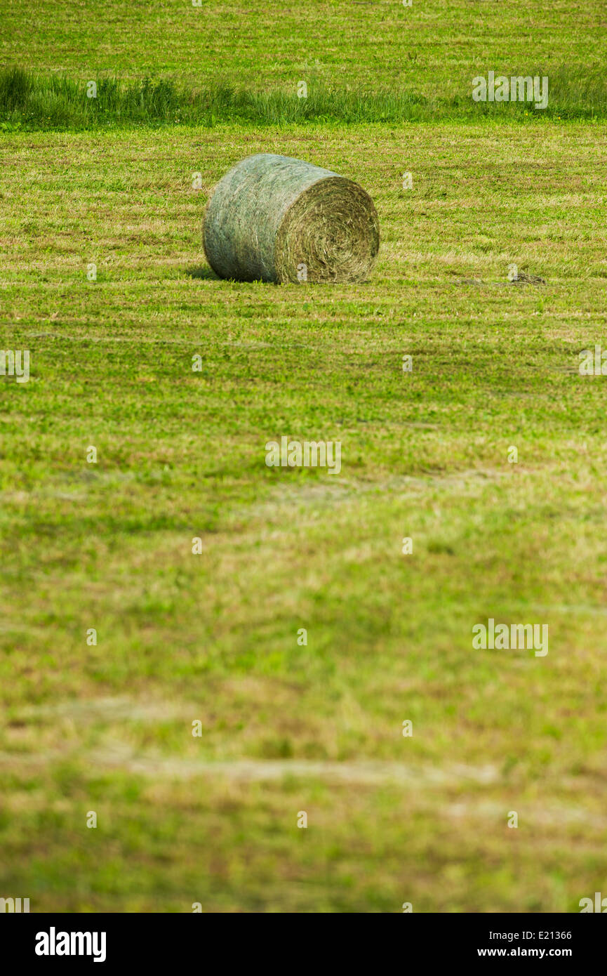 Rolls of Round baled hay in the field Stock Photo - Alamy