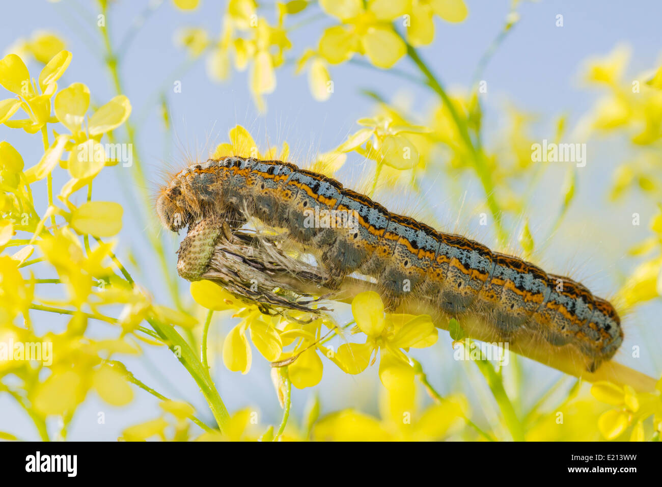 The caterpillar Stock Photo