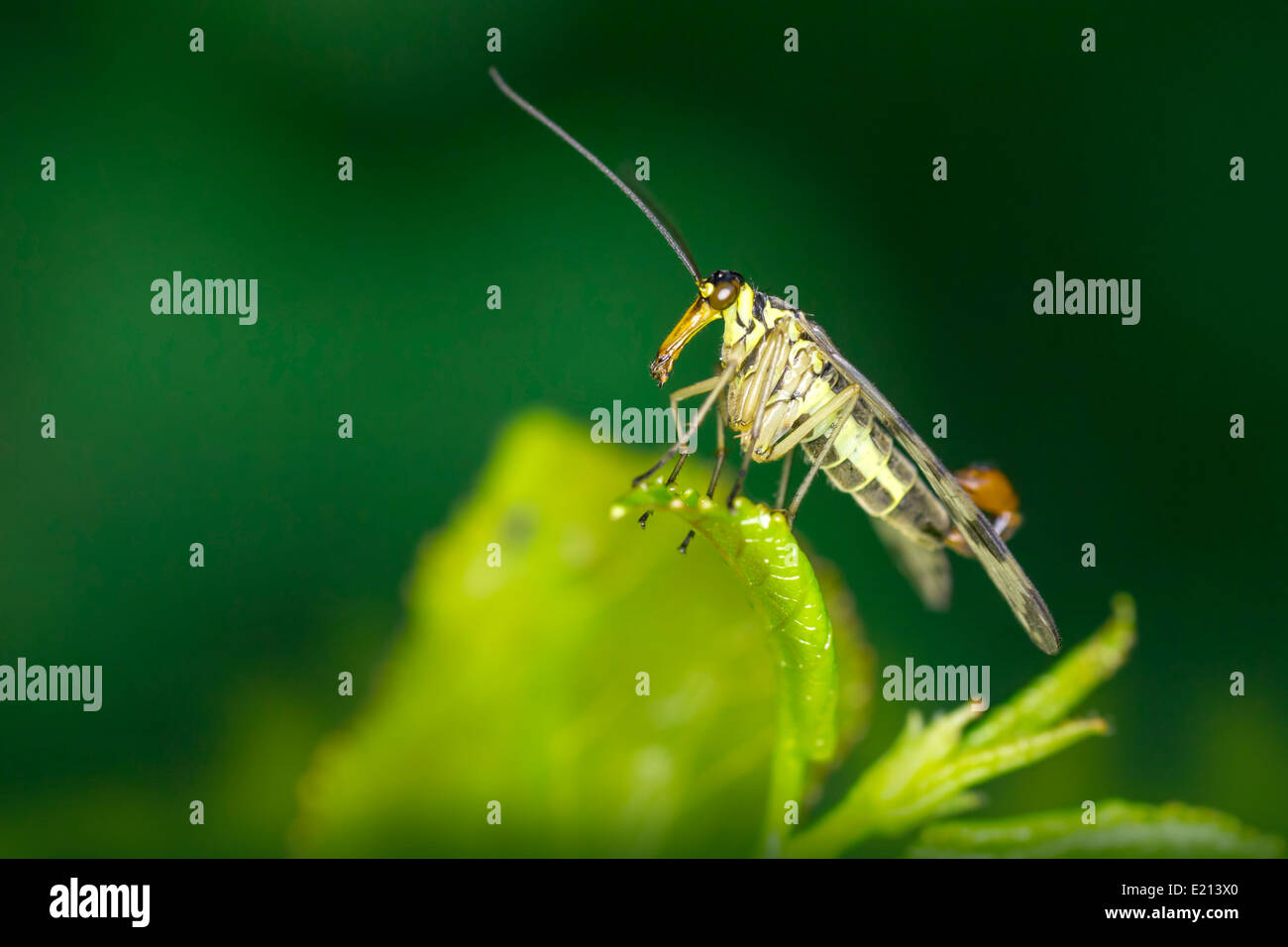 The common scorpionfly ,Panorpa communis Stock Photo