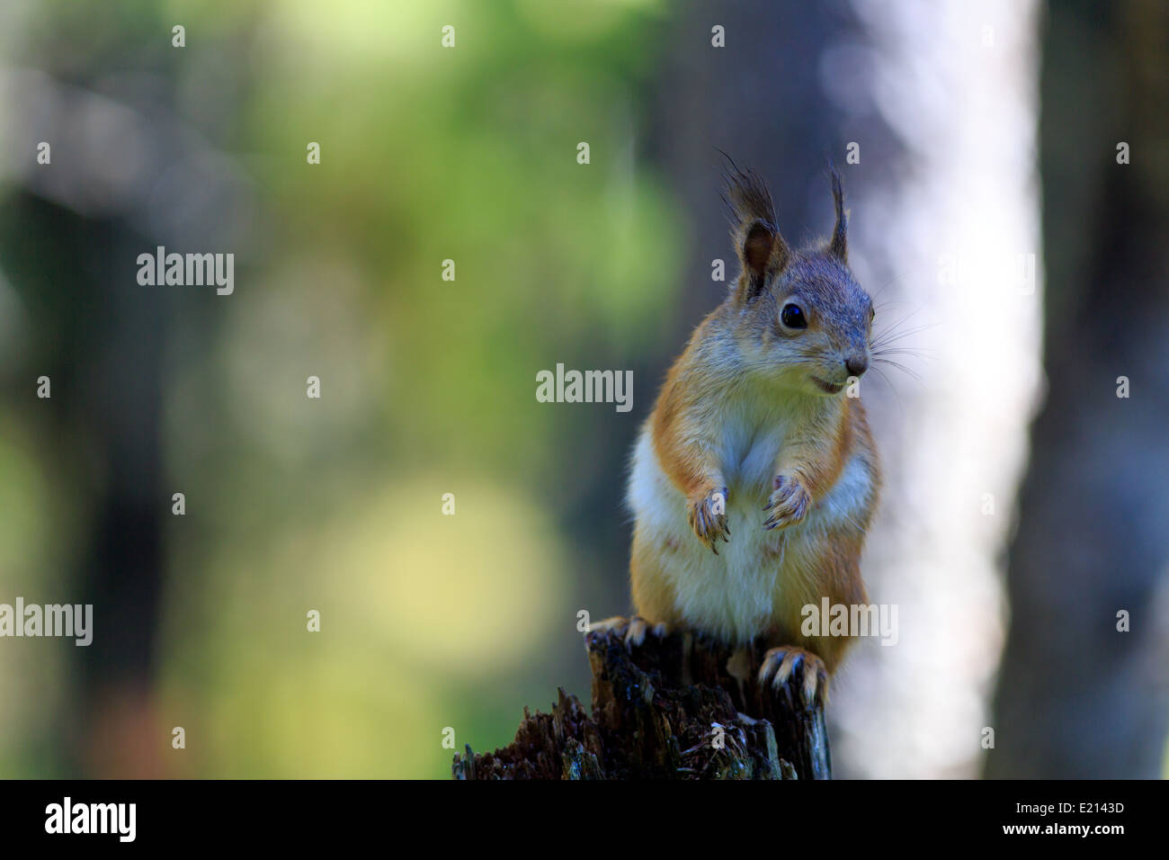 Red Squirrel - Vantage point Stock Photo
