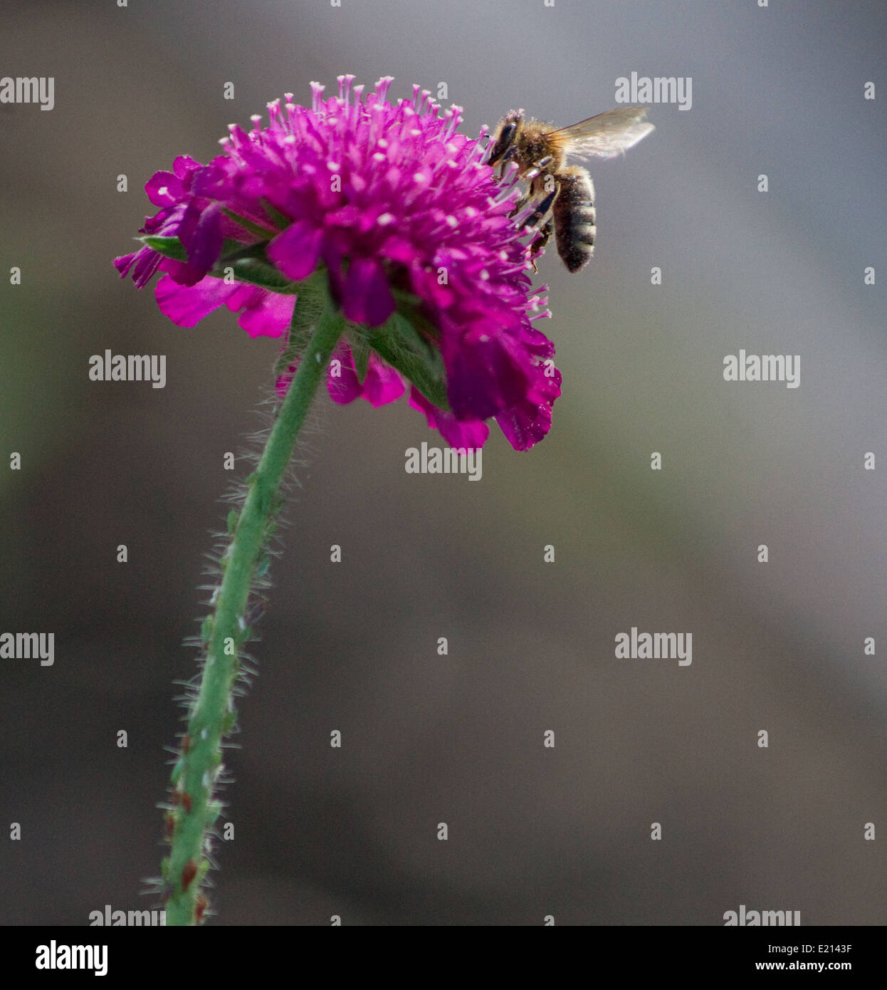 Honey Bee Stock Photo