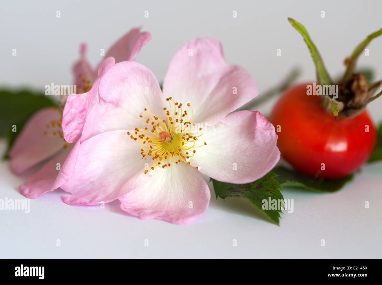 Still life floral image of Rose petals and rosehips Stock Photo - Alamy