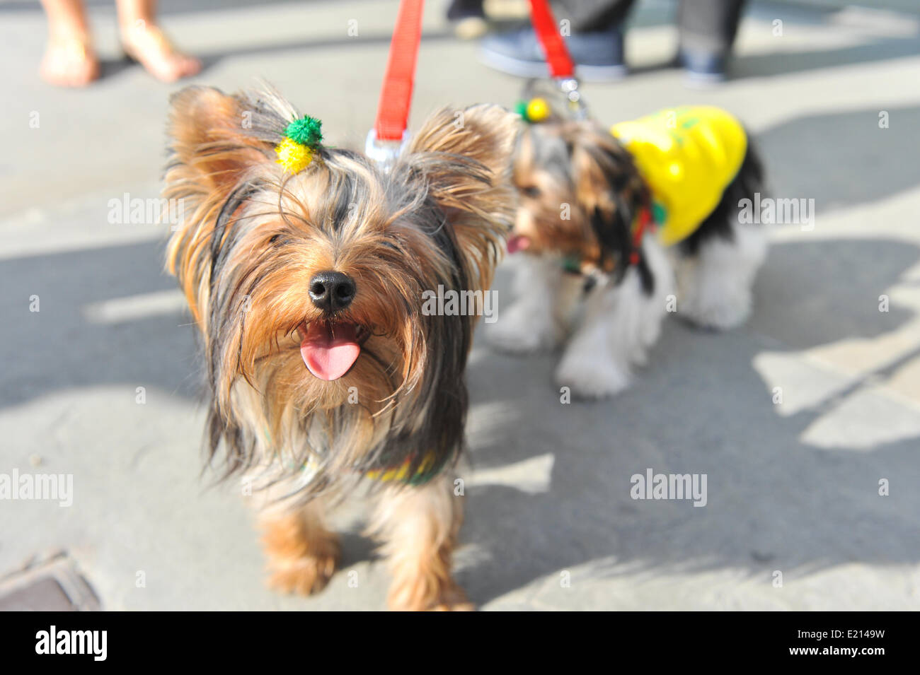 Trafalgar Square, London, UK. 12th June 2014. Even the dogs support Brazil as the World Cup kicks off tonight. Credit:  Matthew Chattle/Alamy Live News Stock Photo
