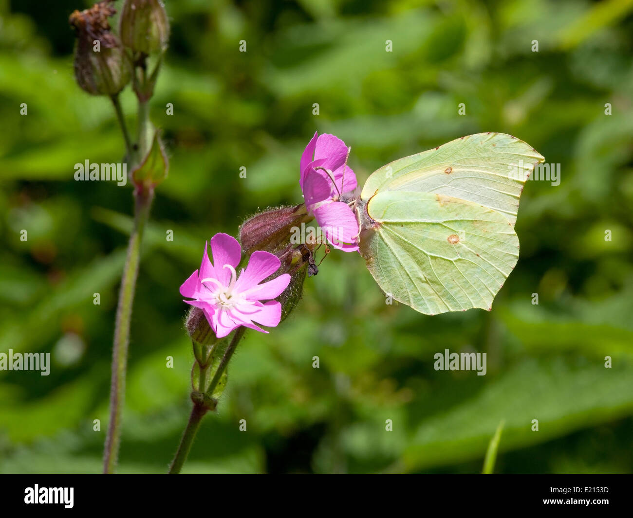 A female brimstone butterfly, Latin name Gonepteryx rhamni feeding on a pink Campion flower. Stock Photo