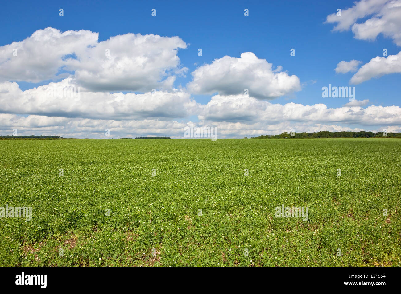 Fluffy clouds in a blue summer sky over a field of flowering peas and distant trees on the Yorkshire wolds in England. Stock Photo