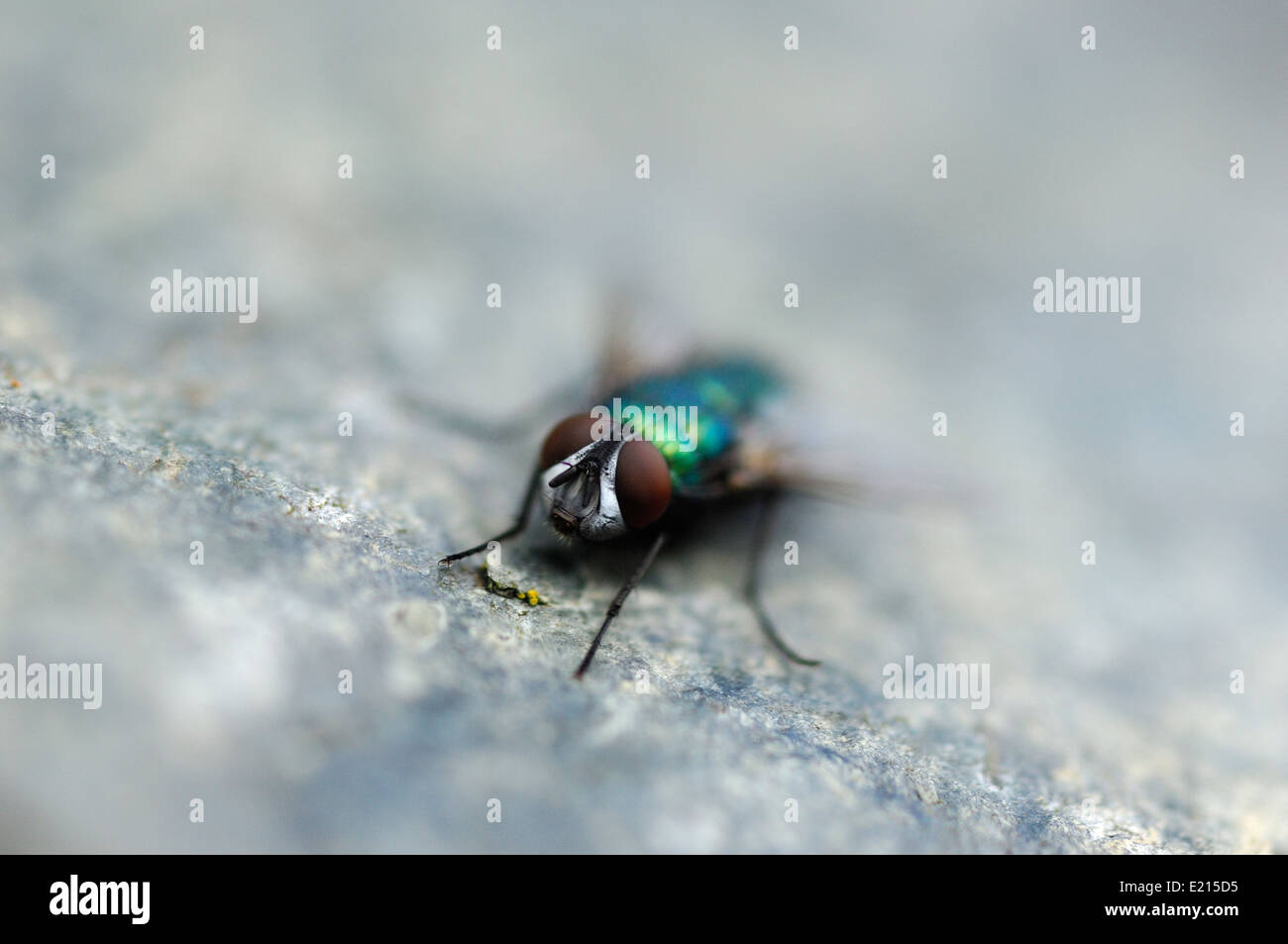 Blue bottle fly hi-res stock photography and images - Alamy