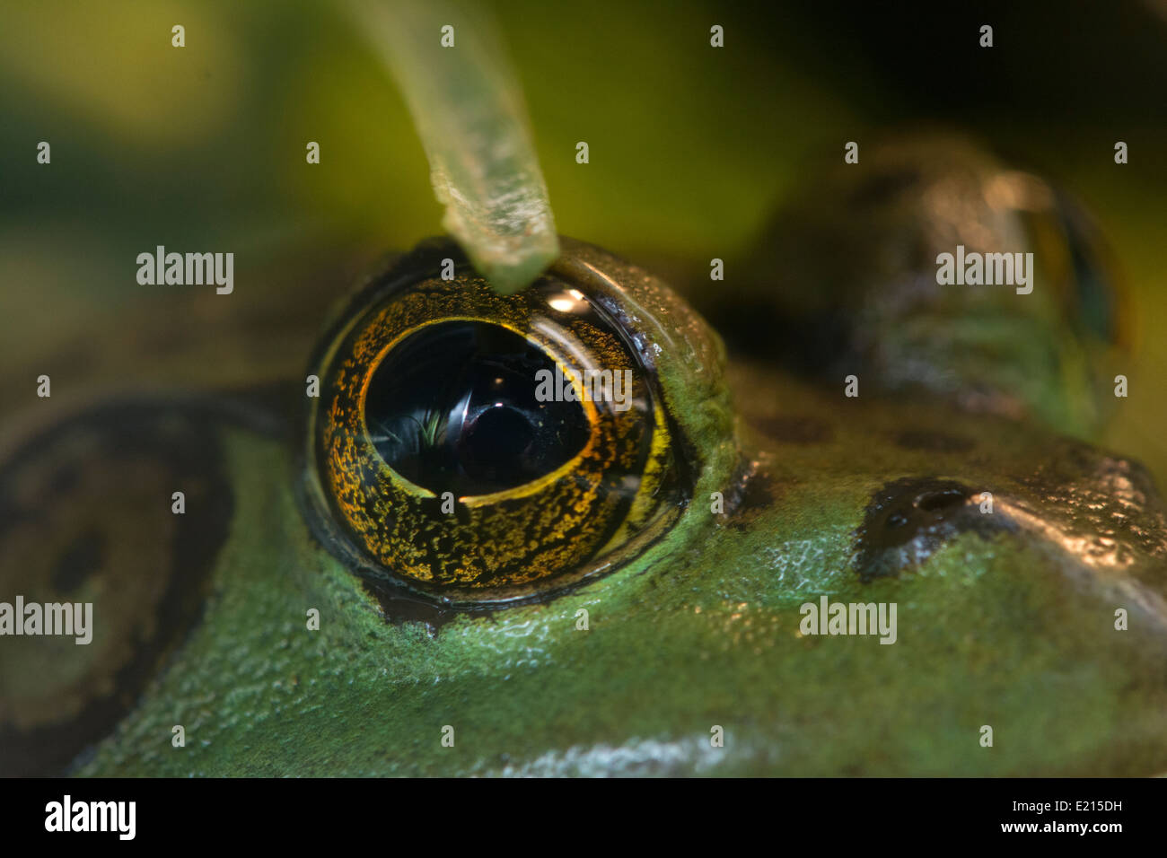 Close-up of a Green Frog. Stock Photo