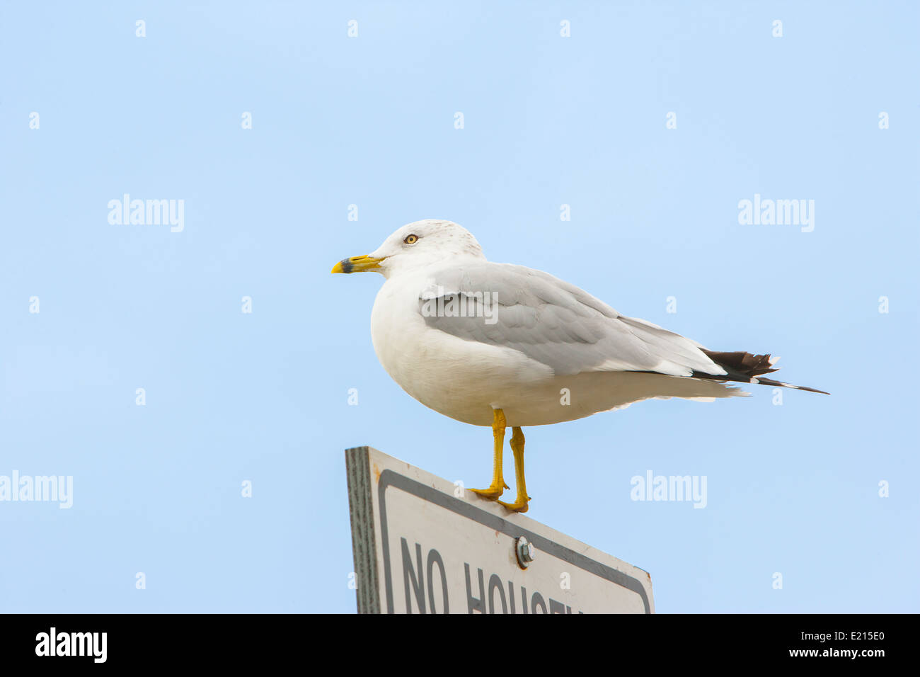A seagull stands on a sign Stock Photo