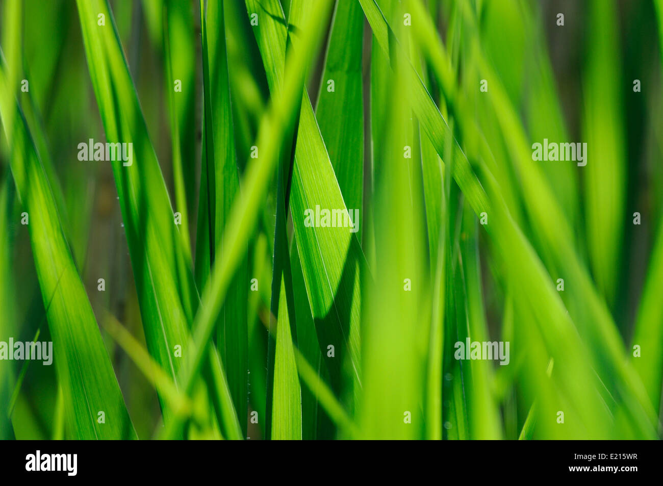 lush green reed leaves Stock Photo Alamy