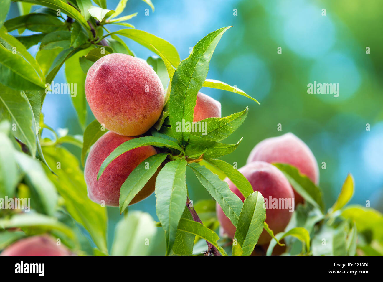 Sweet peaches growing on peach tree in garden, closeup Stock Photo Alamy