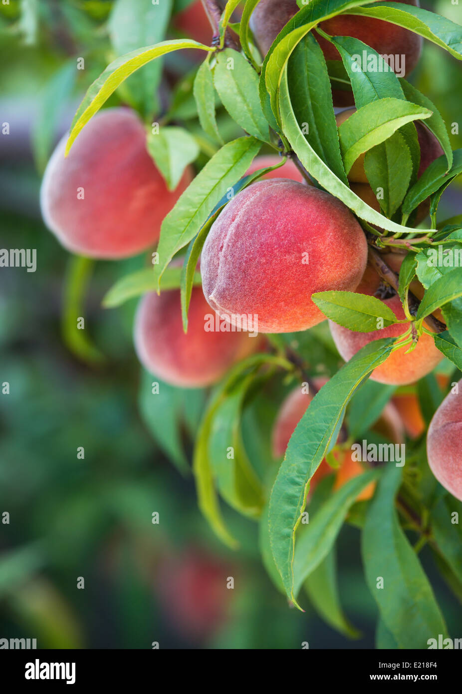 Peach tree hires stock photography and images Alamy