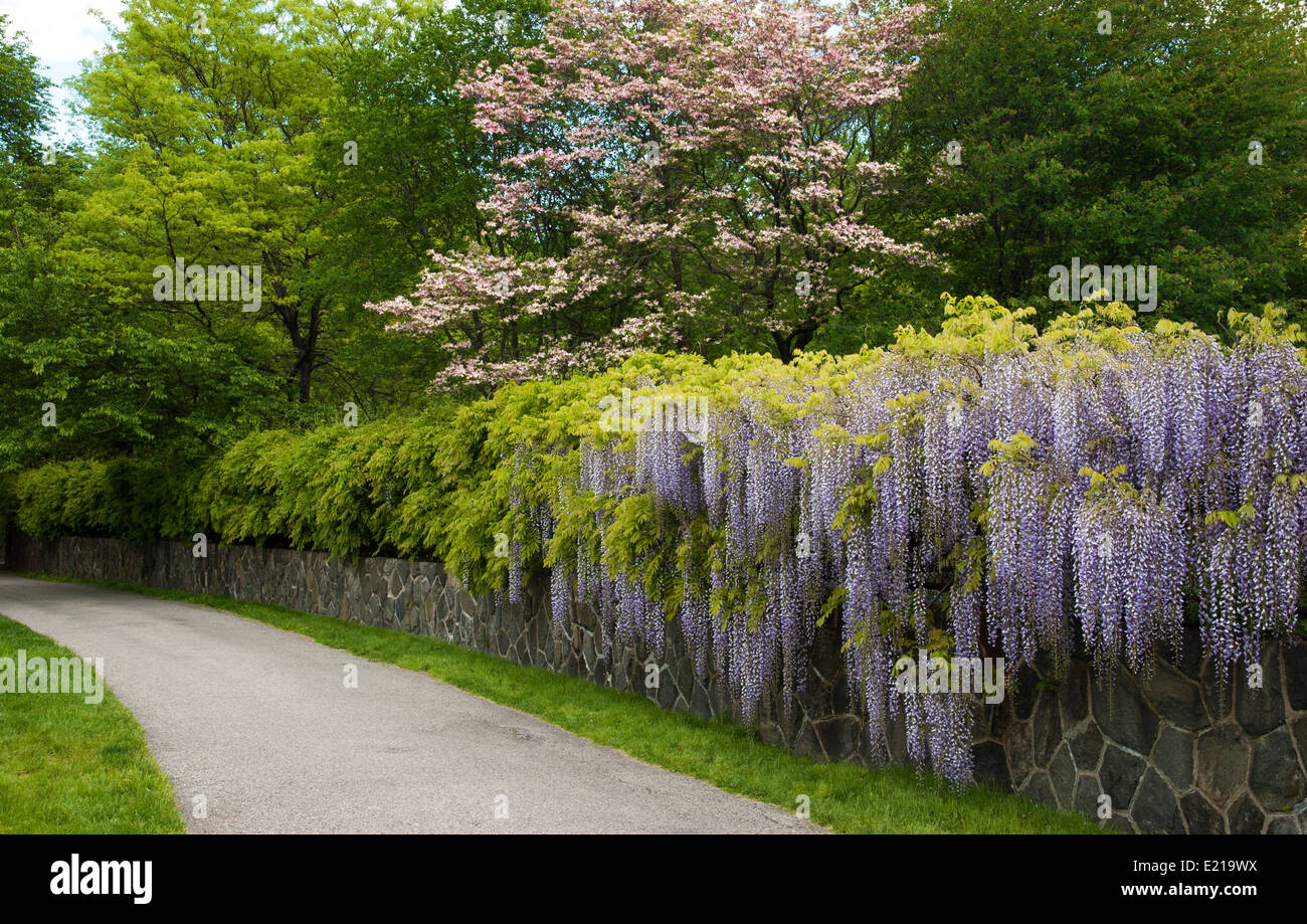 Purple Flowering Wisteria High Resolution Stock Photography and Images