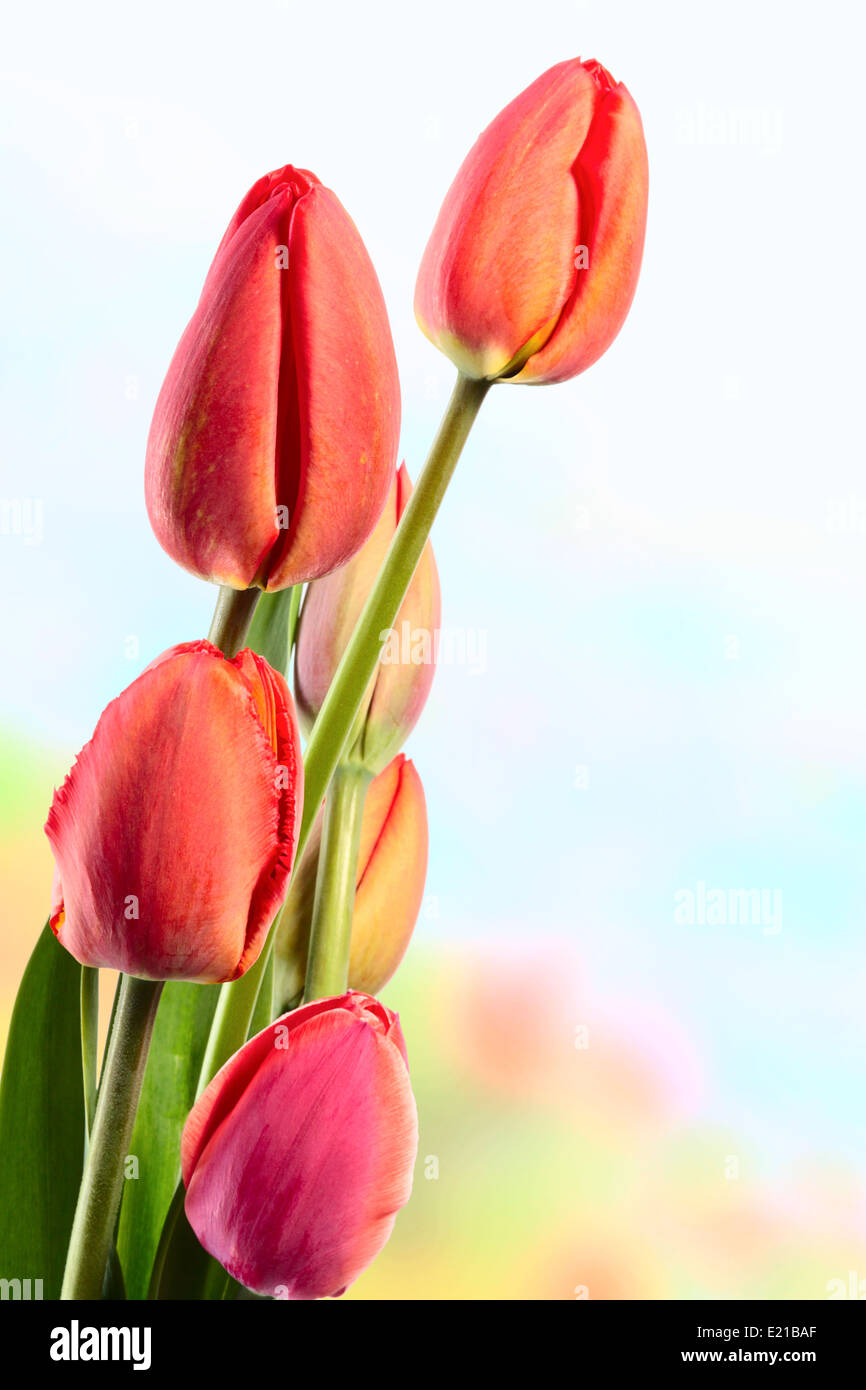 The beautiful spring unopened flowers Stock Photo Alamy