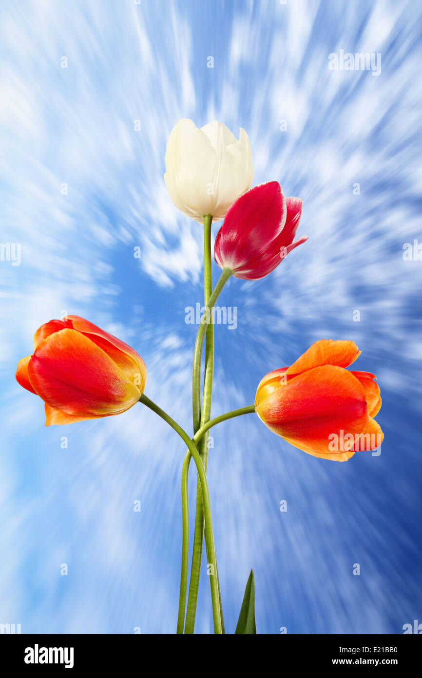 Easter concept. Four flowers as a cross aspiring to the sky Stock Photo
