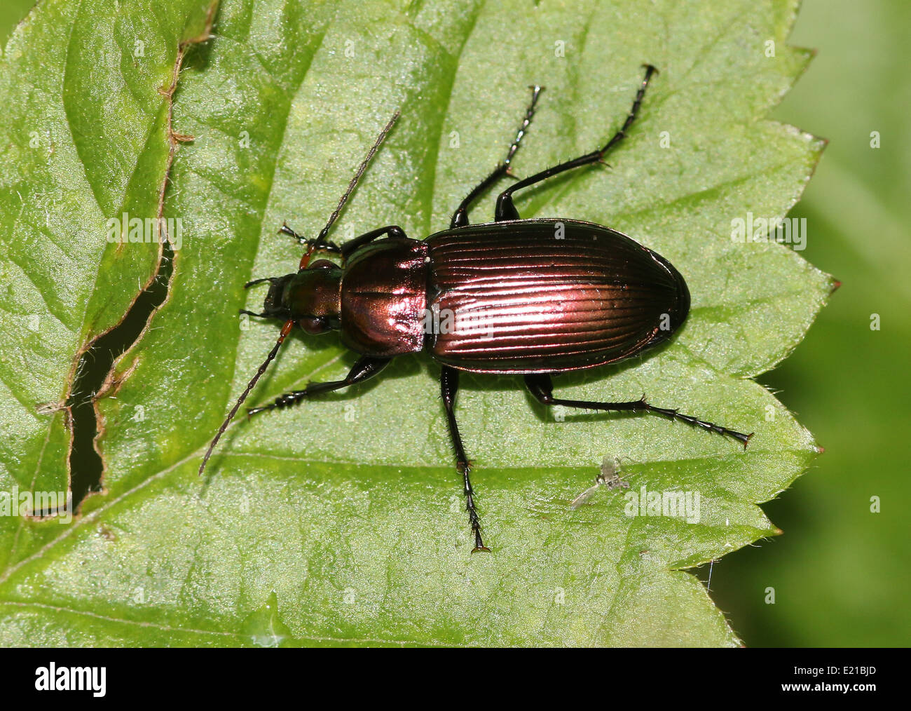 Poecilus cupreus, a  lareg copper-coloured Ground beetle posing on a leaf Stock Photo