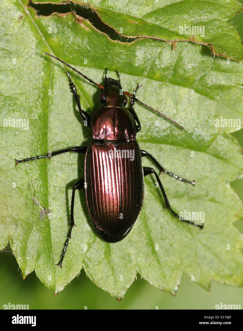 Poecilus cupreus, a lareg coppercoloured Ground beetle posing on a